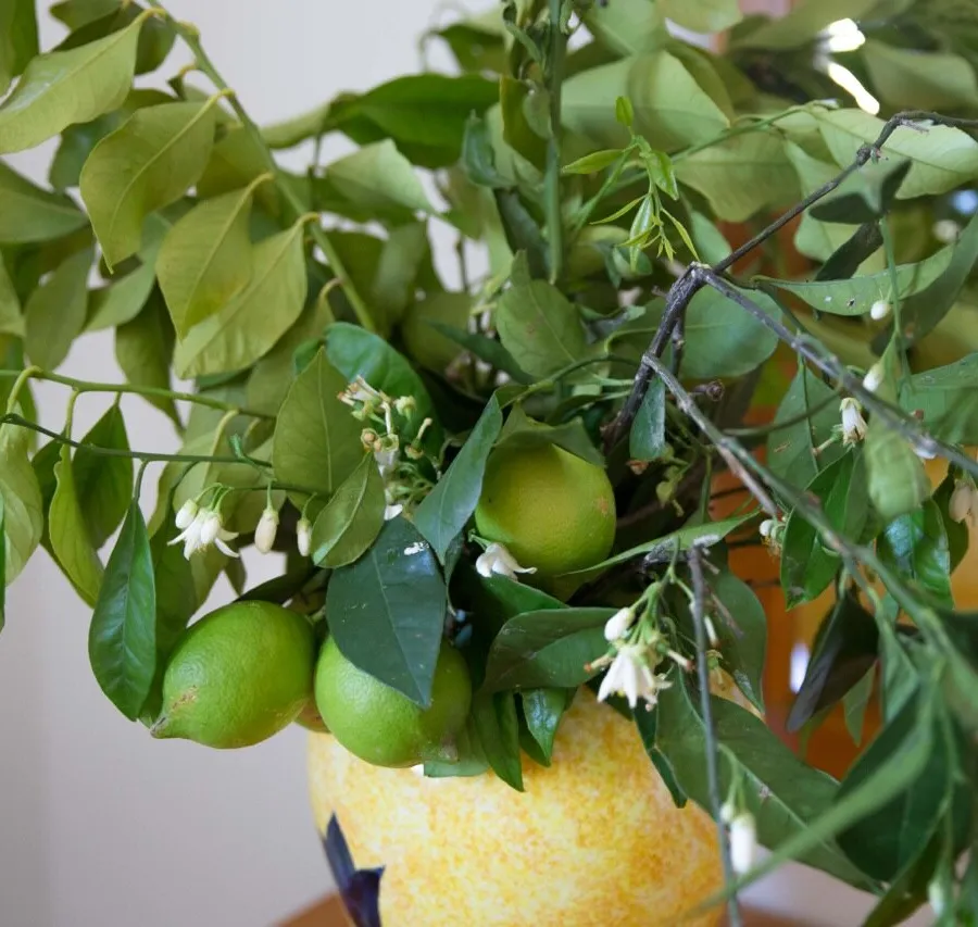 Lemon tree